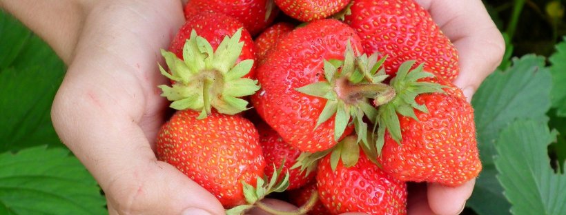 Strawberries provide a multitude of benefits for your gut.